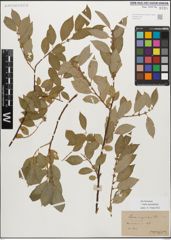 Foto von Salix myrsinifolia Salisb.